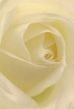 This striking, close-up image invites you into the velvety heart of a creamy white rose, as though you are nestled within its petals on a cool Wandsworth morning. Each petal unfurls gently, perfectly arranged in a delicate spiral that captures the light like dew on a spring day, echoing the serene calm of Northcote Road before the bustle of market stalls. Subtle shadows gather between the milky folds, providing soft depth and understated drama. There's a unique purity here that speaks of compassion, making this rose ideal for sympathy arrangements, gestures of admiration, or to mark meaningful new beginnings. As a seasoned florist serving Wandsworth, I see in this rose both the artistry and emotion poured into every bouquet-each flourish a testament to years of local expertise. The imagined fragrance is faintly sweet and refreshing, enhancing feelings of tranquility. The close focus on the bloom underscores not only each delicate petal, but also the thoughtful intentions behind gifting such a flower for a special moment. Whether for a heartfelt tribute, a romantic note, or a quiet act of kindness, this rose embodies the grace, expertise, and community spirit of Wandsworth's florists, ready to bring comfort and elegance to homes across the area.